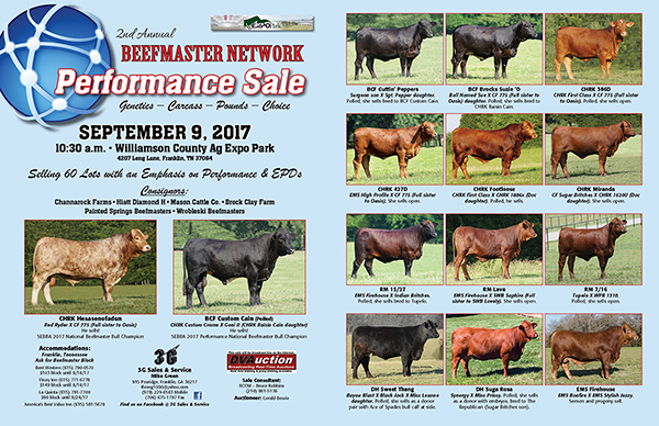 Beefmaster Network Performance Sale spread